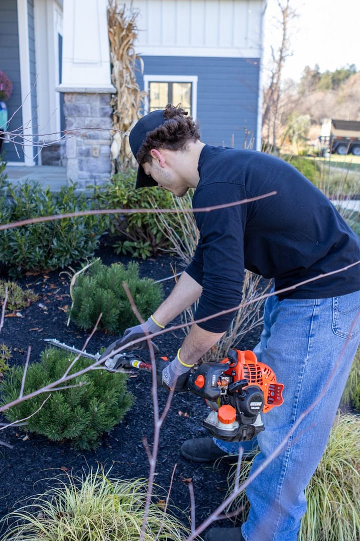 hedge trimming bushes